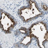 Anti-FOLH1 antibody produced in rabbit Prestige Antibodies&#174; Powered by Atlas Antibodies, affinity isolated antibody, buffered aqueous glycerol solution