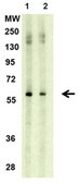 Anti-Liver receptor homolog-1 Antibody, clone 1LRH-2E1 ascites fluid, clone 1LRH-2E1, from mouse