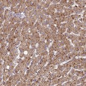 Anti-SDHD antibody produced in rabbit Prestige Antibodies&#174; Powered by Atlas Antibodies, affinity isolated antibody, buffered aqueous glycerol solution