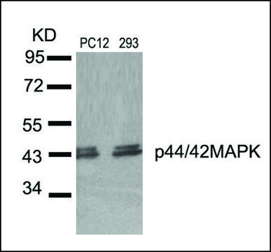 Anti-MAPK3 (Ab-204) antibody produced in rabbit affinity isolated antibody