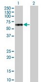 ANTI-MKNK1 antibody produced in mouse clone 3E10, purified immunoglobulin, buffered aqueous solution