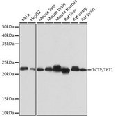 Anti-TCTP/TPT1 antibody produced in rabbit