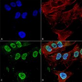 Monoclonal Anti-Mglur1/5 - Atto 488 antibody produced in mouse clone S75-33, purified immunoglobulin