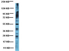Anti-Phosphoserine Antibody Chemicon&#174;, from rabbit