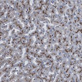 Anti-NEU1 antibody produced in rabbit Prestige Antibodies&#174; Powered by Atlas Antibodies, affinity isolated antibody, buffered aqueous glycerol solution