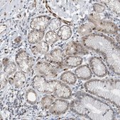 Anti-NCOA7 antibody produced in rabbit Prestige Antibodies&#174; Powered by Atlas Antibodies, affinity isolated antibody, buffered aqueous glycerol solution