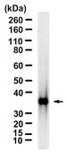 Anti-SOCS-3 Antibody, clone 2N6 ZooMAb&#174; Rabbit Monoclonal recombinant, expressed in HEK 293 cells