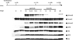Anti-phospho-ERK1 (pThr202/pTyr204) and ERK2 (pThr185/pTyr187) antibody produced in rabbit affinity isolated antibody, buffered aqueous solution