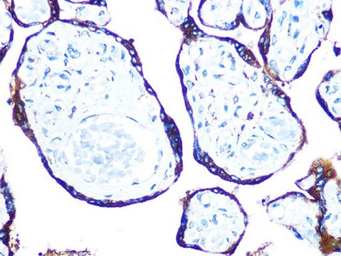 Anti-ERp57 antibody produced in rabbit