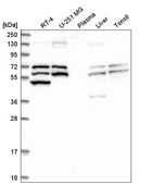 Anti-TXNRD1 antibody produced in rabbit Prestige Antibodies&#174; Powered by Atlas Antibodies, affinity isolated antibody