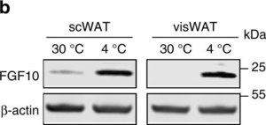 Anti-FGF10 Antibody from rabbit, purified by affinity chromatography