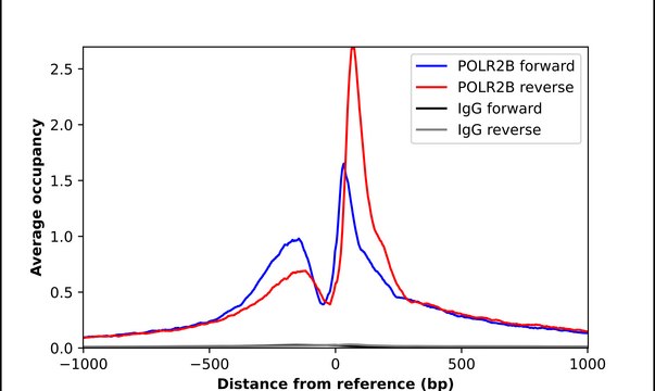 Anti-POLR2B antibody produced in rabbit Prestige Antibodies&#174; Powered by Atlas Antibodies, affinity isolated antibody, buffered aqueous glycerol solution