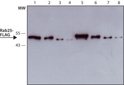 ANTI-FLAG&#174; antibody, Rat monoclonal clone 6F7, purified from hybridoma cell culture