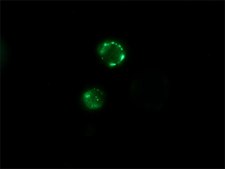 Anti-Goat IgG (whole molecule)–FITC antibody produced in rabbit IgG fraction of antiserum, buffered aqueous solution