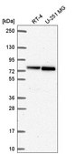 Anti-RECQL antibody produced in rabbit Prestige Antibodies&#174; Powered by Atlas Antibodies, affinity isolated antibody