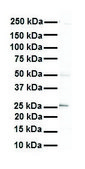 Anti-HGF (ab1) antibody produced in rabbit affinity isolated antibody