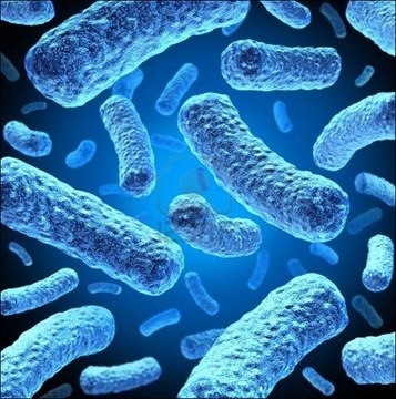 Rosetta 2(DE3) Competent Cells - Novagen Novagen&#8242;s Rosetta 2 host strains are BL21 derivatives designed to enhance the expression of eukaryotic proteins that contain codons rarely used in E. coli.