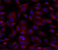 Anti-ERGIC-53/p58 antibody produced in rabbit affinity isolated antibody, buffered aqueous solution