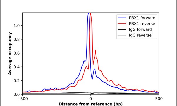 Anti-PBX1 antibody produced in rabbit Prestige Antibodies&#174; Powered by Atlas Antibodies, affinity isolated antibody, buffered aqueous glycerol solution