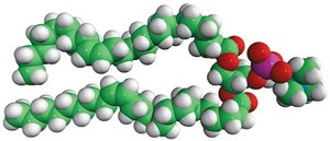 24:1 (Cis) PC Avanti Research&#8482; - A Croda Brand