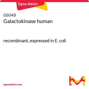 Galactokinase human recombinant, expressed in E. coli