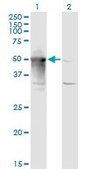 Monoclonal Anti-ARMC6 antibody produced in mouse clone 2H8, purified immunoglobulin, buffered aqueous solution