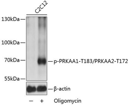 Anti-Phospho-PRKAA1-T183/PRKAA2-T172 antibody produced in rabbit