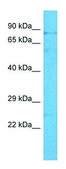 Anti-SIM1 antibody produced in rabbit affinity isolated antibody