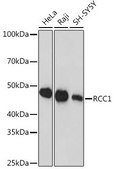 Anti-RCC1 antibody produced in rabbit