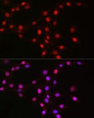 Anti-MCM2 Antibody, clone 0Q10S9, Rabbit Monoclonal