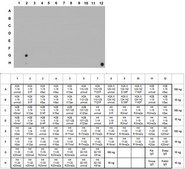 Anti-trimethyl-Histone H4 (Lys20) Antibody from rabbit, purified by affinity chromatography