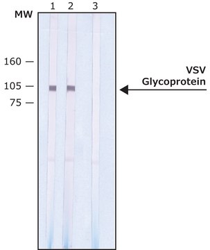 Monoclonal Anti-VSV Glycoprotein antibody produced in mouse clone P5D4, ascites fluid