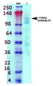 Monoclonal Anti-Cav3.1 - Rpe antibody produced in mouse clone S178A-9, purified immunoglobulin