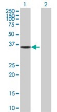 Anti-HMGCL antibody produced in rabbit purified immunoglobulin, buffered aqueous solution