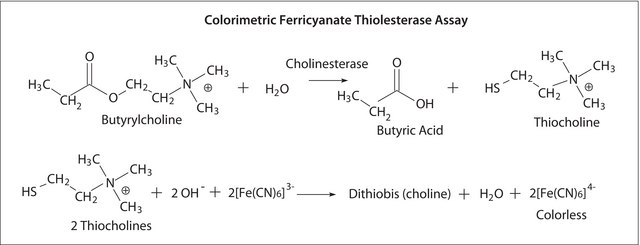 Butyrylcholinesterase human vial of &#8805;4&#160;units