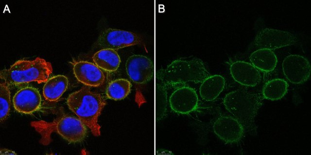 Anti-Neuropilin-1 Antibody, ECD b1b2 Antibody, clone mAb1