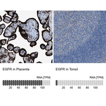 Anti-EGFR antibody produced in rabbit Prestige Antibodies® Powered by Atlas Antibodies, affinity isolated antibody, buffered aqueous glycerol solution