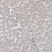 Anti-RSPH4A antibody produced in rabbit Prestige Antibodies&#174; Powered by Atlas Antibodies, affinity isolated antibody, buffered aqueous glycerol solution