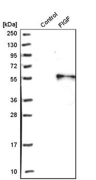 Anti-VEGFD antibody produced in rabbit Prestige Antibodies&#174; Powered by Atlas Antibodies, affinity isolated antibody, buffered aqueous glycerol solution
