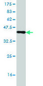 Monoclonal Anti-BBOX1 antibody produced in mouse clone 6H3, purified immunoglobulin, buffered aqueous solution