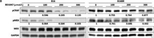 Monoclonal Anti-GAPDH&#8722;Peroxidase antibody produced in mouse clone GAPDH-71.1, purified immunoglobulin, buffered aqueous solution