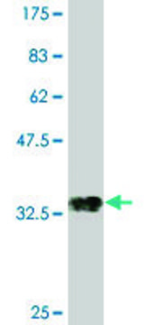 Monoclonal Anti-POU3F2, (N-terminal) antibody produced in mouse clone 1H5, purified immunoglobulin, buffered aqueous solution