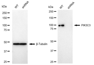 KD-Validated Anti PIK3C3 Antibody, clone 24GB1150, Rabbit Monoclonal clone 24GB1150, recombinant rabbit monoclonal, expressed in HEK293 cells