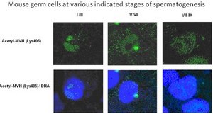 Anti-acetyl-MVH (Lys405) Antibody from rabbit, purified by affinity chromatography