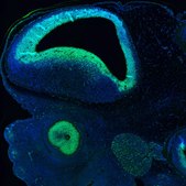 Monoclonal Anti-SOX2 antibody produced in mouse Prestige Antibodies&#174; Powered by Atlas Antibodies, clone CL4716, purified immunoglobulin