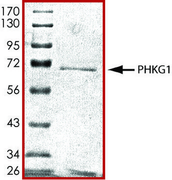 PHKG1, active, GST tagged human PRECISIO&#174; Kinase, recombinant, expressed in baculovirus infected Sf9 cells, &#8805;70% (SDS-PAGE), buffered aqueous glycerol solution