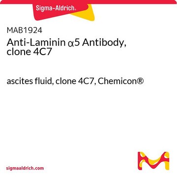 Anti-Laminin &#945;5 Antibody, clone 4C7 ascites fluid, clone 4C7, Chemicon&#174;