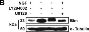 Anti-Bim Antibody, internal epitope, pan-Bim isoforms Chemicon&#174;, from rabbit