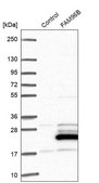 Anti-FAM96B antibody produced in rabbit Prestige Antibodies&#174; Powered by Atlas Antibodies, affinity isolated antibody, buffered aqueous glycerol solution