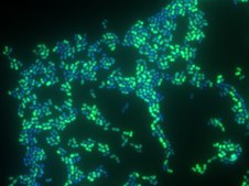Enterococcus faecium FISH probe &#8211; ATTO 488 Probe for fluorescence in situ hybridization (FISH), 20&#181;M in water